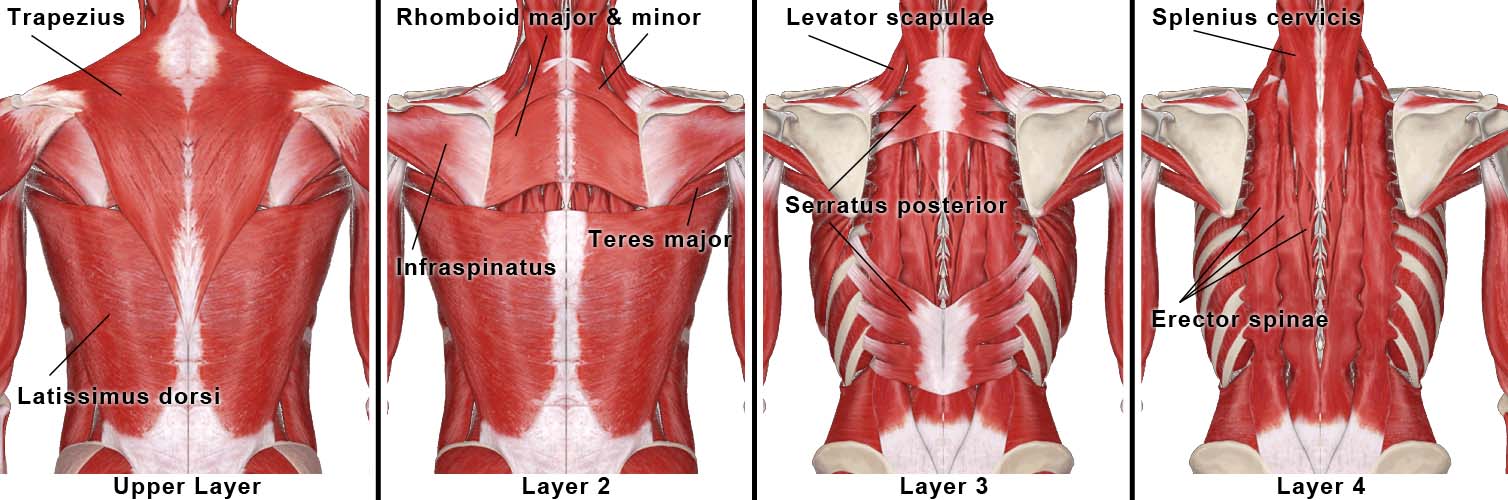 Upper Back Muscles Anatomy